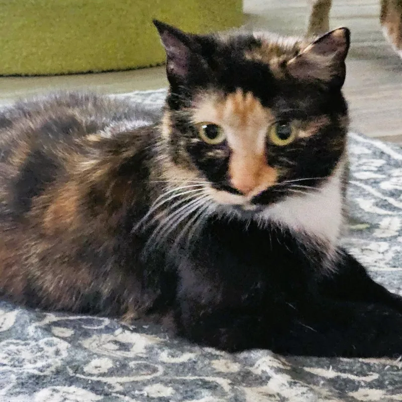 A young medium-sized female Calico Domestic Short Hair cat named Maribel for adoption in Rochester, NY