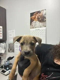 A baby small-sized female Mixed Breed dog named Trevalli for adoption in Denham Springs, LA