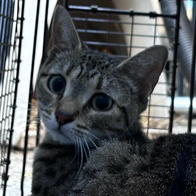 A young medium-sized female Brown / Chocolate Domestic Short Hair cat named Dunkin' Refresher for adoption in Philadelphia, PA