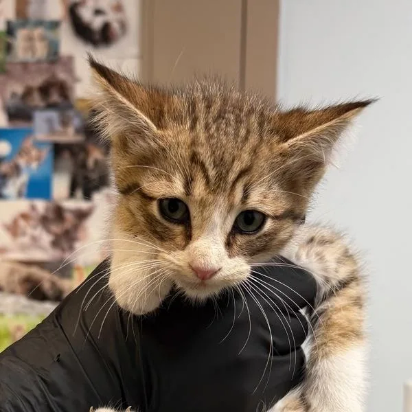 A baby small-sized male Domestic Short Hair cat named Kidogo for adoption in Escondido, CA