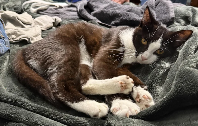 A young medium-sized male Brown / Chocolate Domestic Short Hair cat named Zagnut for adoption in Indianapolis, IN