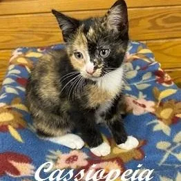 Cassiopeia thumbnail 2