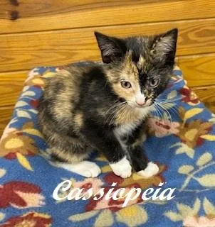 Cassiopeia thumbnail 3