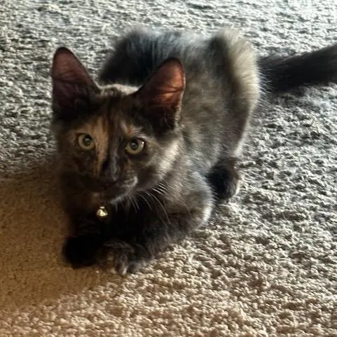 An adult medium-sized female Tortoiseshell Domestic Medium Hair cat named Alicia for adoption in Wahiawa, HI