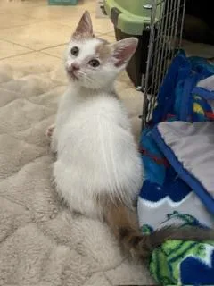 A baby small-sized female Domestic Short Hair cat named Tori for adoption in Conroe, TX