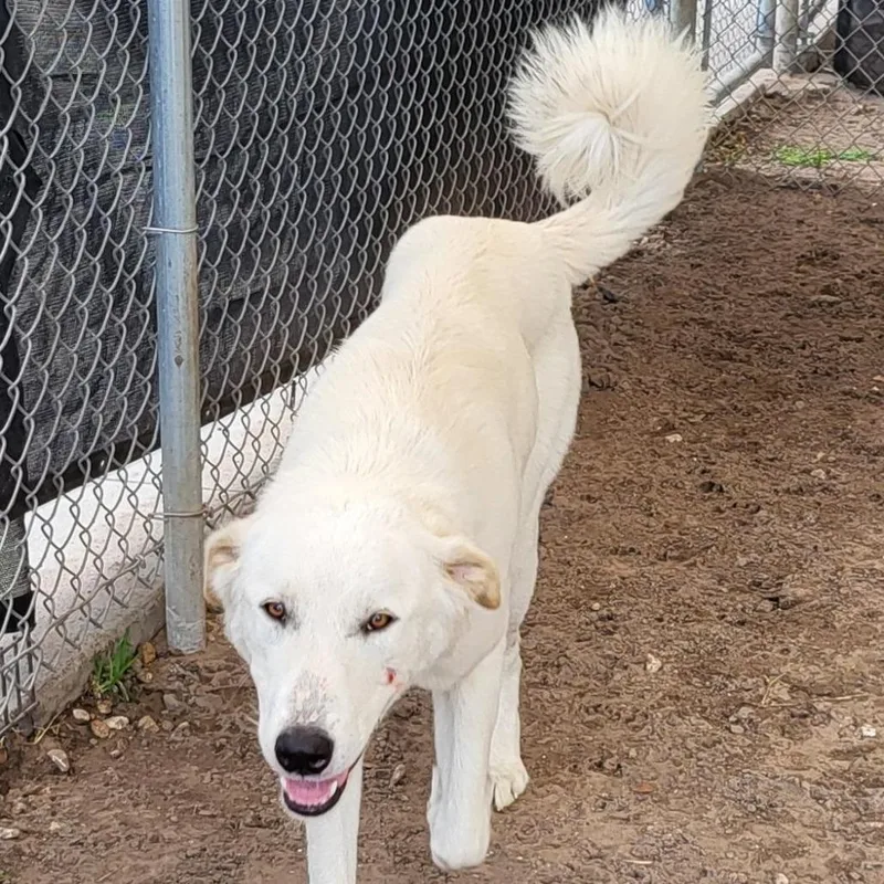 An adult large-sized female White / Cream Mixed Breed dog named Swazye for adoption in Lake Panasoffkee, FL