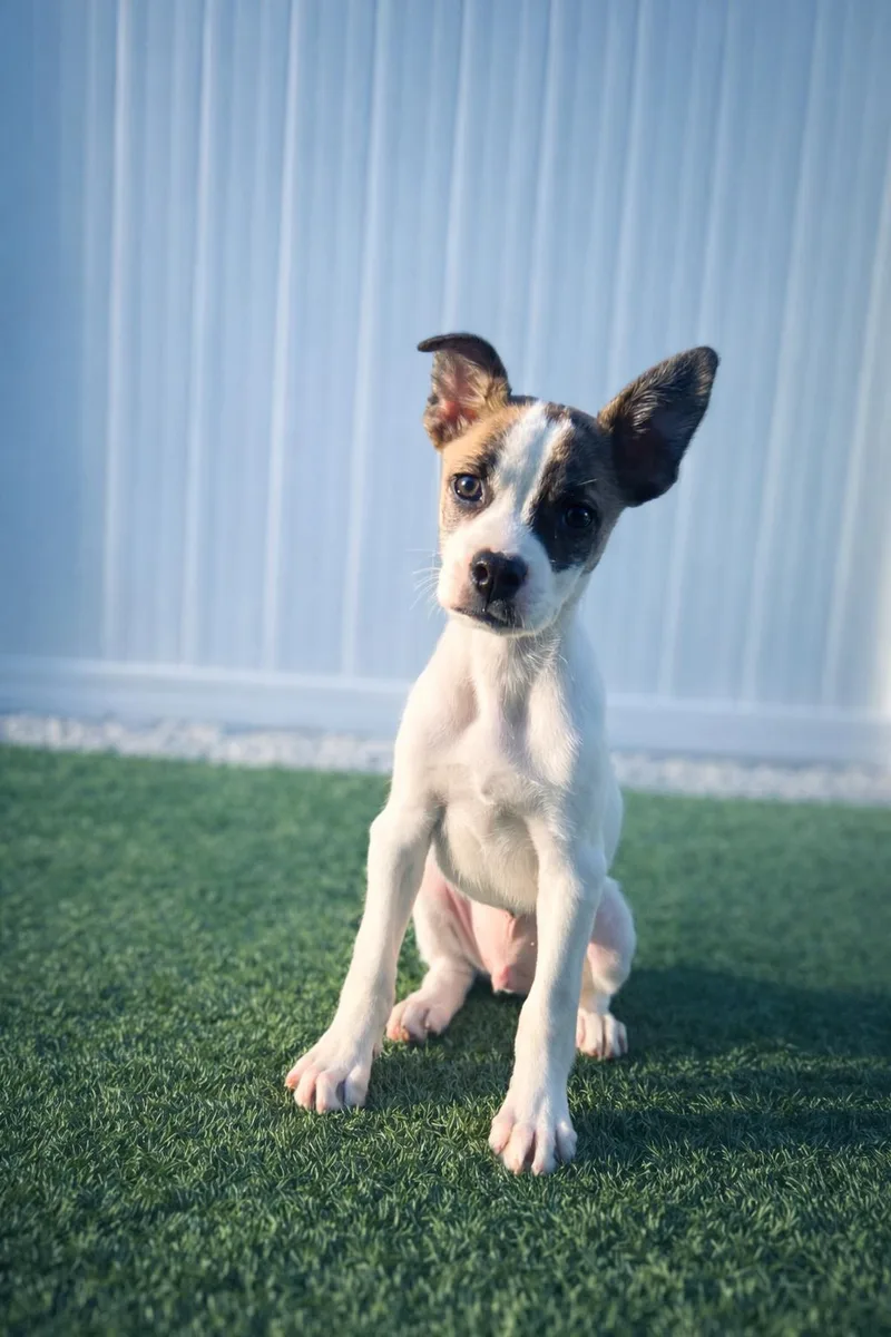 A baby medium-sized male Mixed Breed dog named Arne for adoption in MYRTLE BEACH, SC