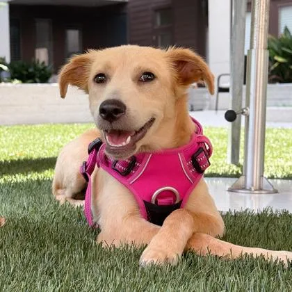 A young small-sized female Brown / Chocolate Shepherd dog named Hazel for adoption in Atlanta, GA