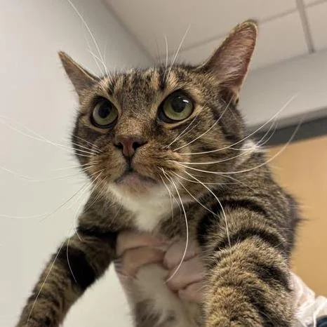 A senior large-sized male Domestic Short Hair cat named Blake for adoption in Jacksonville, FL