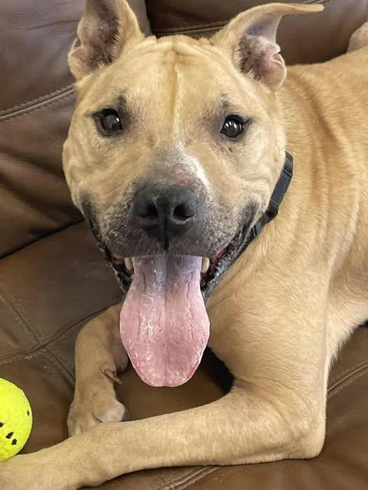 Bruno