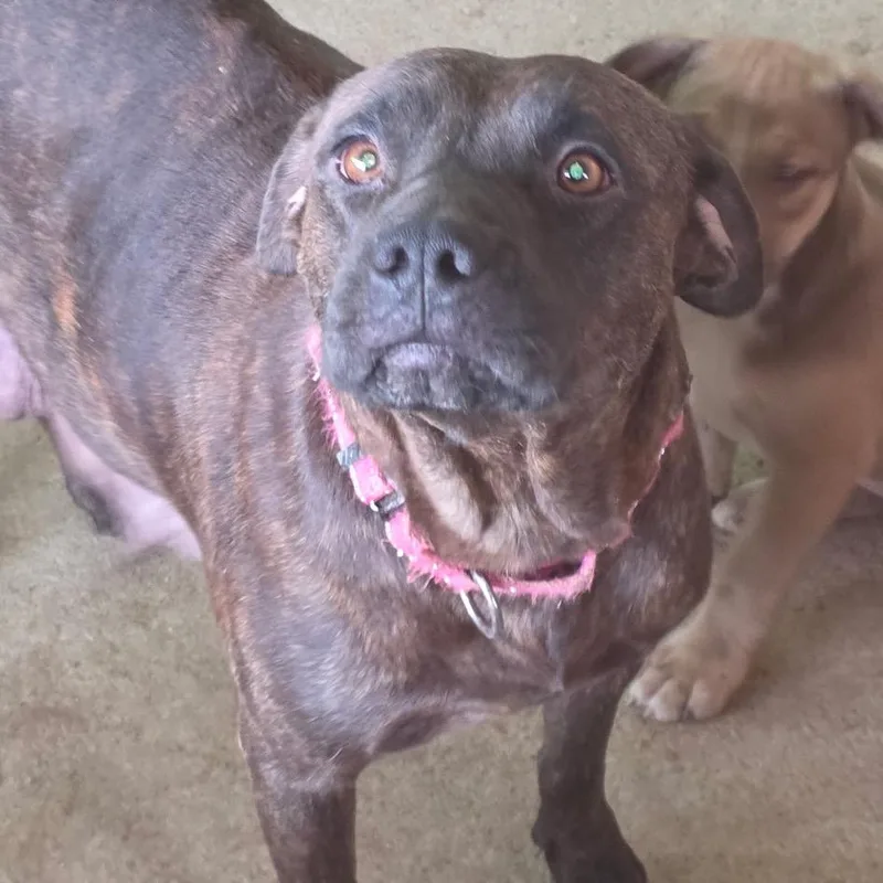 An adult medium-sized female Brindle Plott Hound dog named Josie for adoption in Mooresville, IN