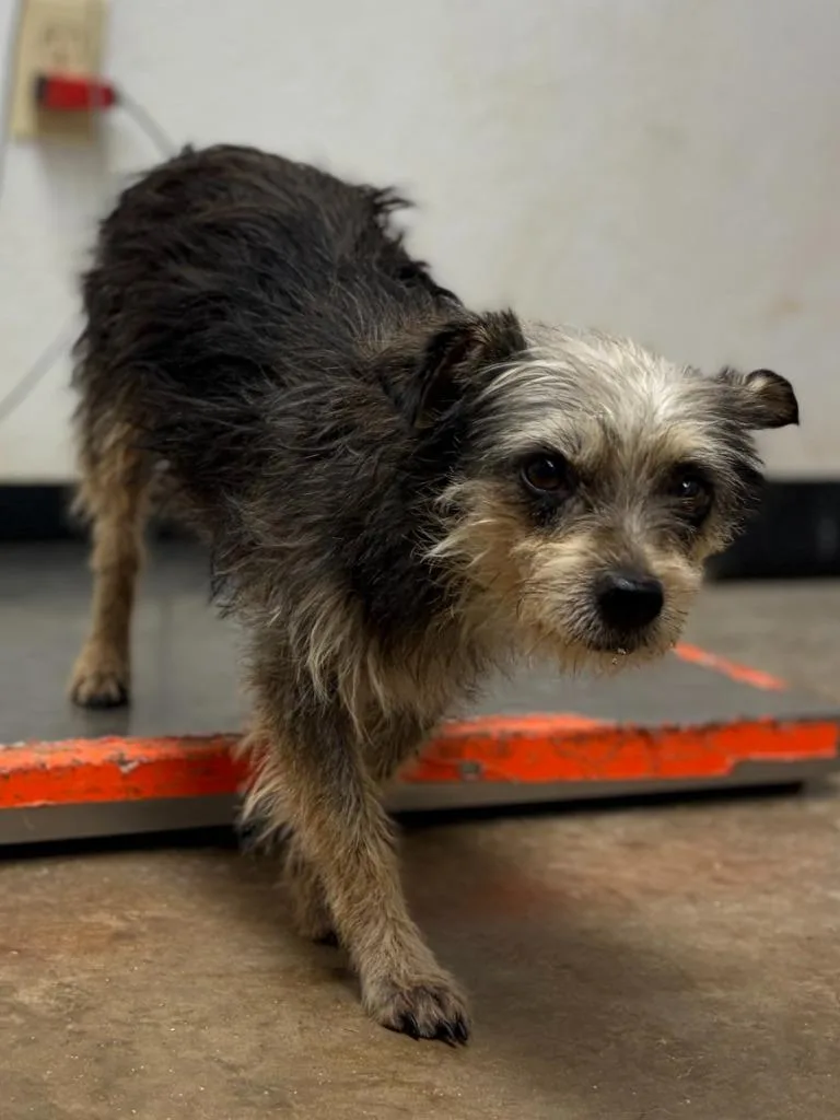An adult small-sized female Terrier dog named Drama for adoption in Lockhart, TX