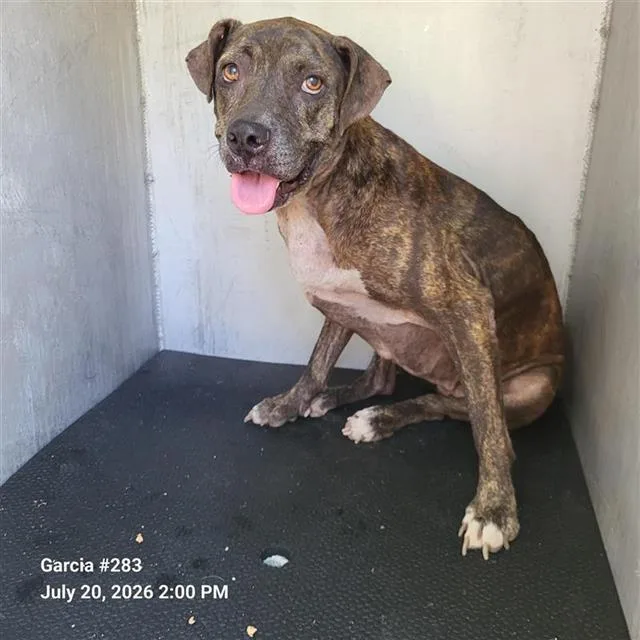 An adult medium-sized female American Staffordshire Terrier dog named Bailey for adoption in San Antonio, TX