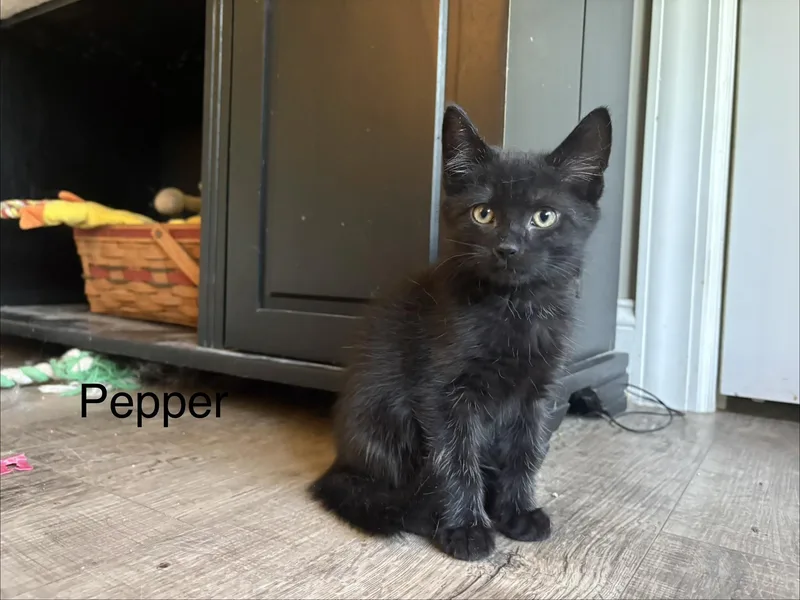 A baby large-sized male Black Domestic Short Hair cat named Pepper for adoption in lititz, PA