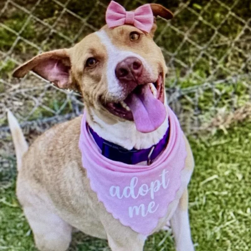 An adult medium-sized female Yellow / Tan / Blond / Fawn Pit Bull Terrier dog named Honey for adoption in Houston, TX