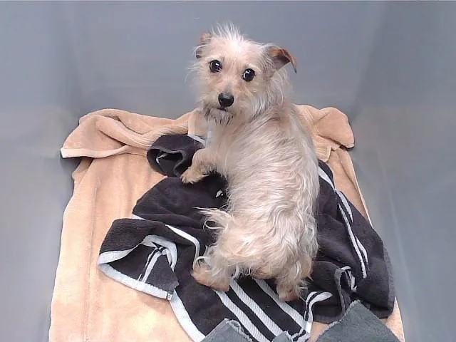 An adult small-sized female Yorkshire Terrier dog named Mayhem for adoption in Omaha, NE
