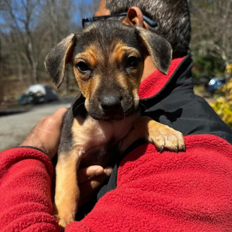 A baby medium-sized male Black Bulldog dog named Ny Sheldon Avail Apr for adoption in Stormville, NY