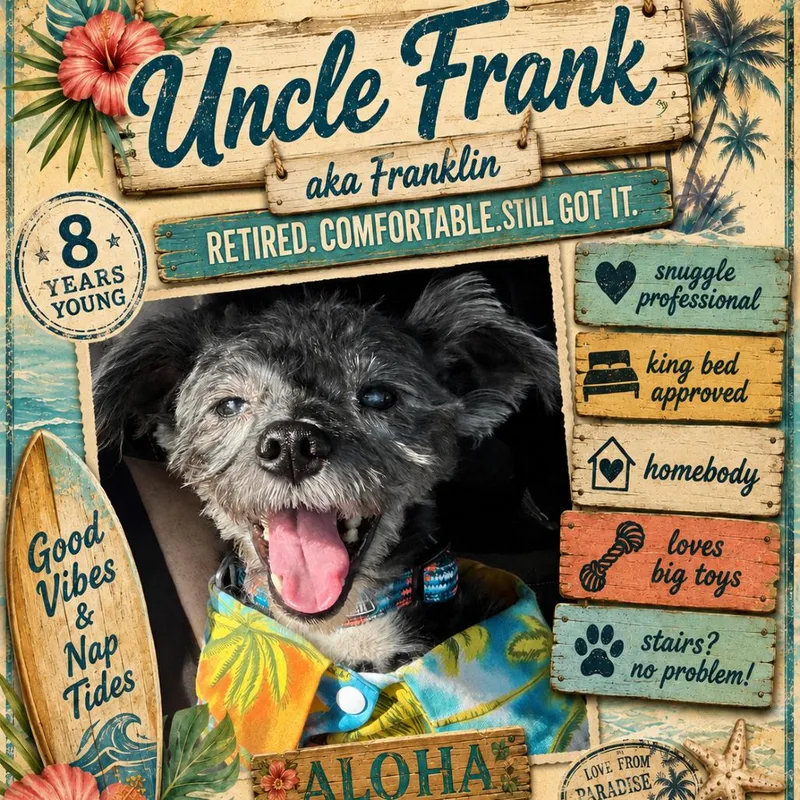 A senior small-sized male Schnauzer dog named Franklin for adoption in Santa Fe, TX