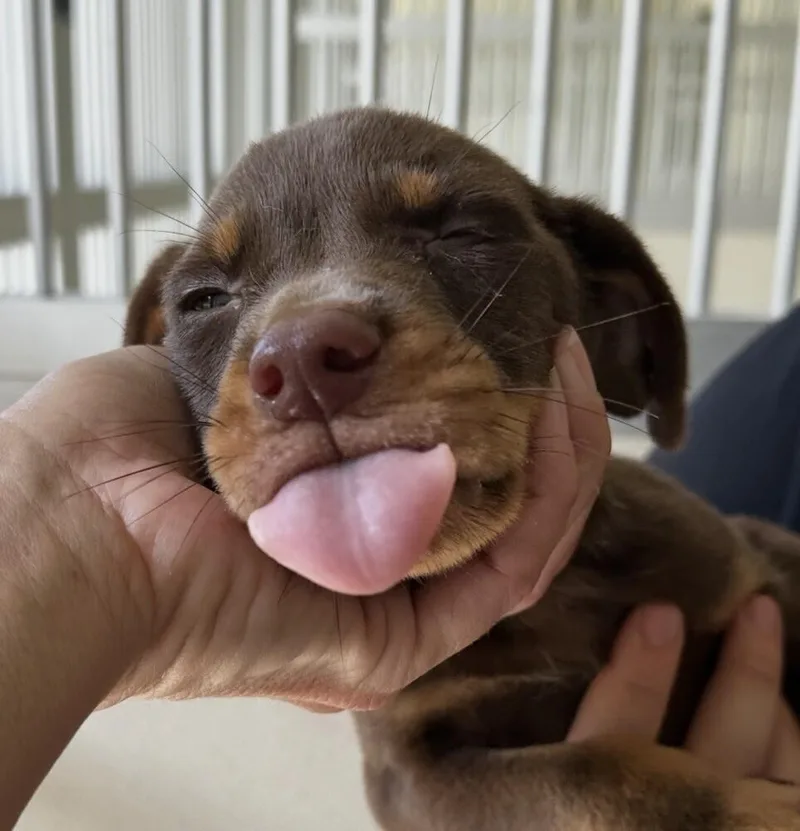 Baby Hunk thumbnail 2