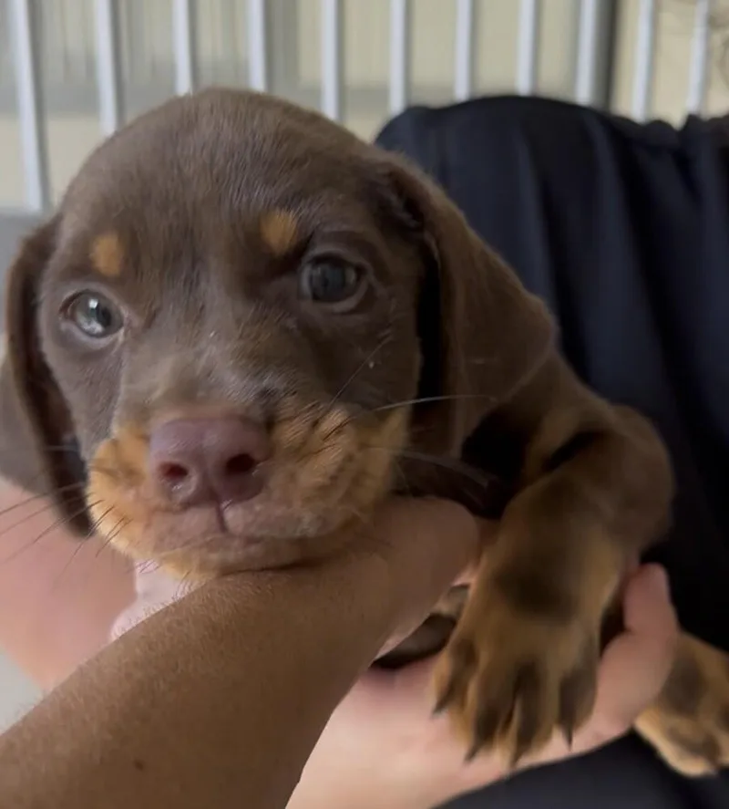 Baby Hunk thumbnail 3