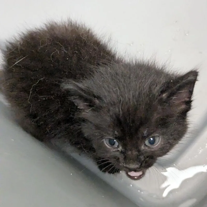 A baby small-sized female Black Domestic Short Hair cat named Racoon for adoption in Lynchburg, VA