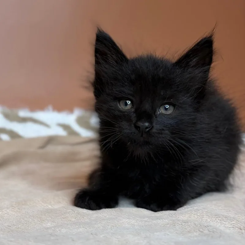 A baby small-sized female Black Domestic Medium Hair cat named Mustard for adoption in San Antonio, TX
