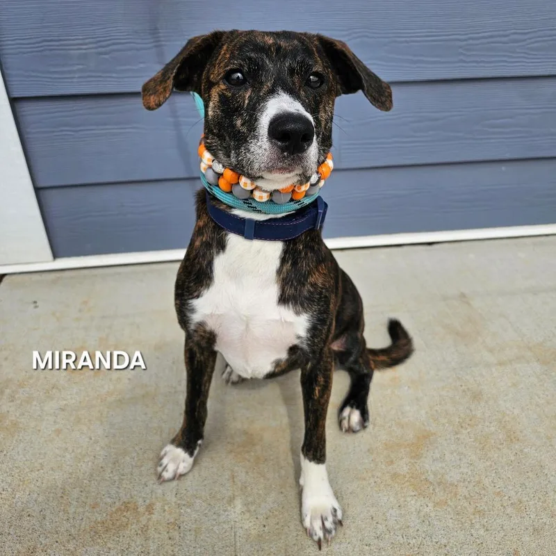 An adult small-sized female Brindle Mixed Breed dog named Miranda for adoption in Madisonville, TN