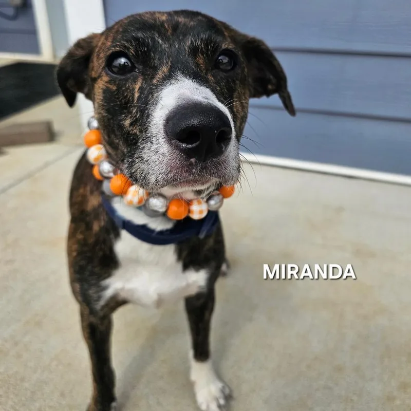 Miranda thumbnail 2