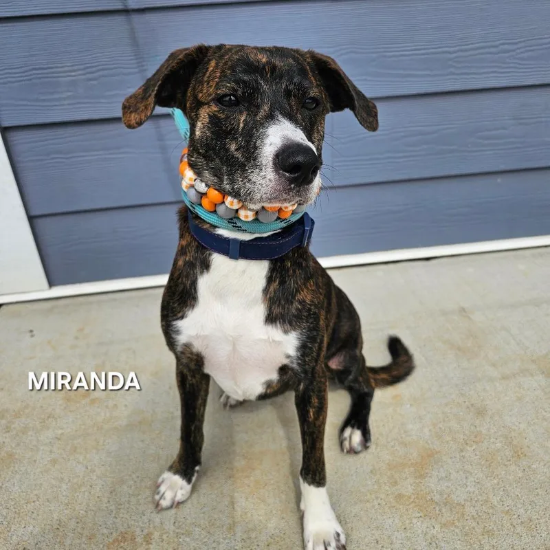 Miranda thumbnail 3