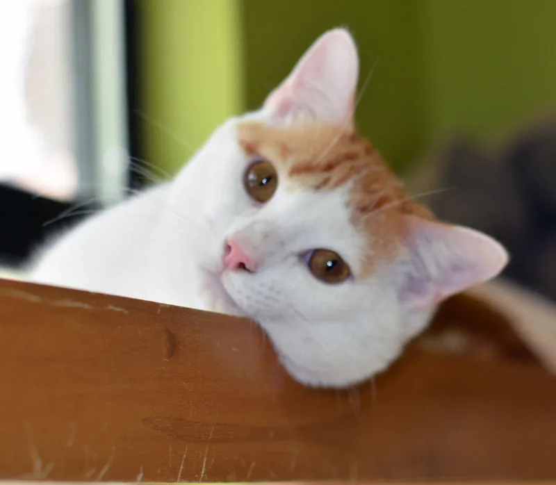 An adult medium-sized male Orange & White Domestic Short Hair cat named King Kong for adoption in San Clemente, CA