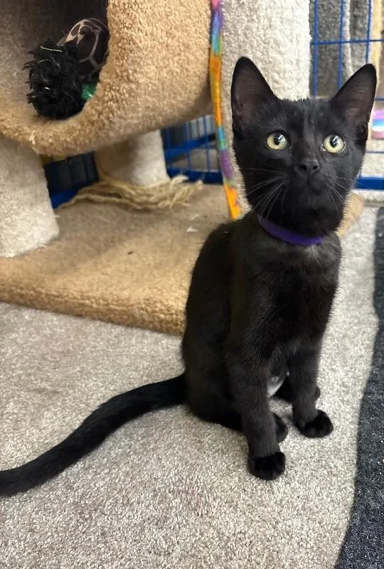 A young medium-sized female Black Domestic Short Hair cat named Ampersand for adoption in Grand Rapids, MI