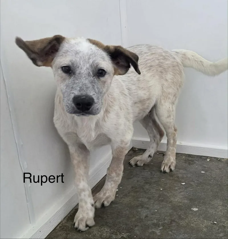 A baby medium-sized male Tricolor (Brown, Black, & White) Great Pyrenees dog named Rupert for adoption in Irwin, PA