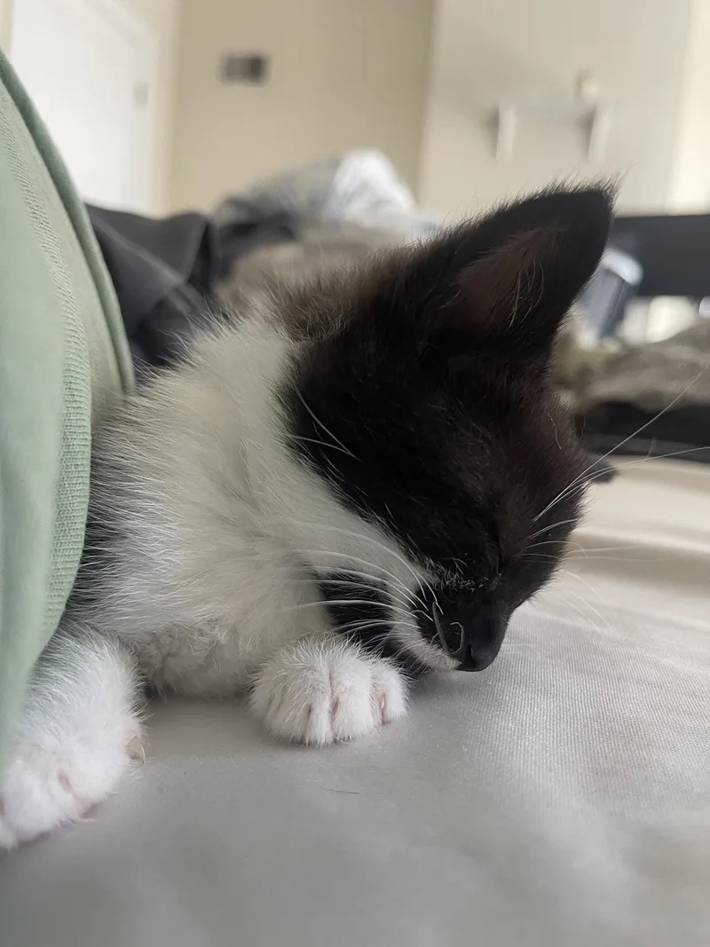 Mochi Teegan thumbnail 4