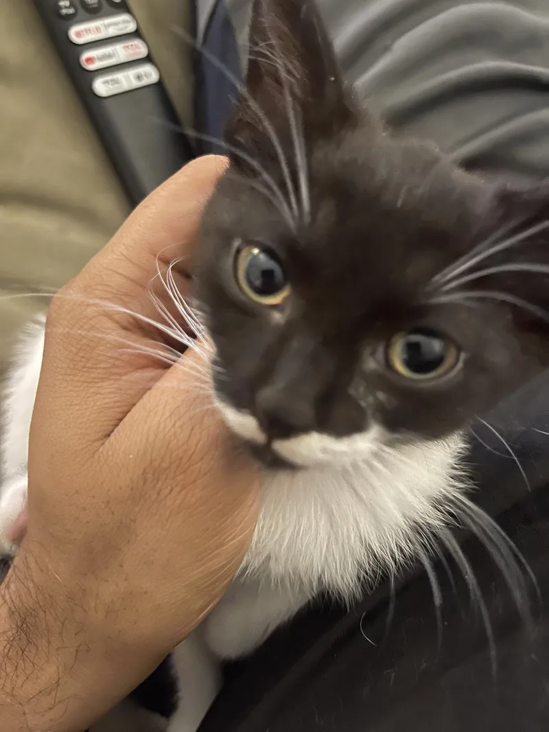 Mochi Teegan thumbnail 5