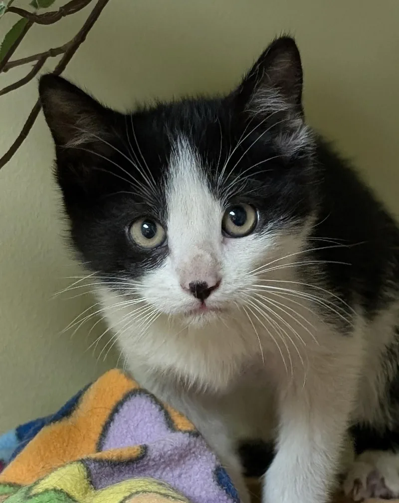 A baby medium-sized male Black & White / Tuxedo Domestic Short Hair cat named Yoshi for adoption in Hastings, NE