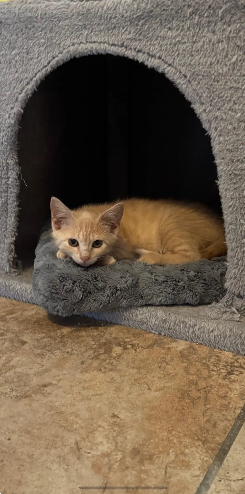 A baby small-sized female Buff / Tan / Fawn Domestic Short Hair cat named Corsica for adoption in Seven Valleys, PA