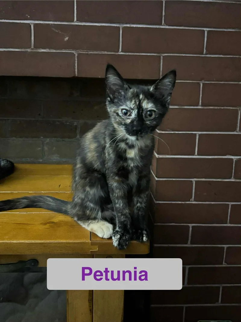 A young small-sized female Tortoiseshell Domestic Short Hair cat named Petunia of The Fantastic for adoption in Hawthorne, NJ