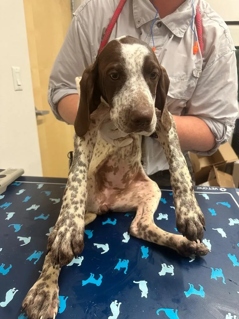 A baby medium-sized female German Shorthaired Pointer dog named Piper for adoption in Hyde Park, NY