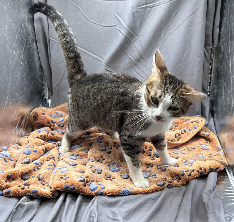 An adult medium-sized female Domestic Short Hair cat named Callie for adoption in Appling, GA