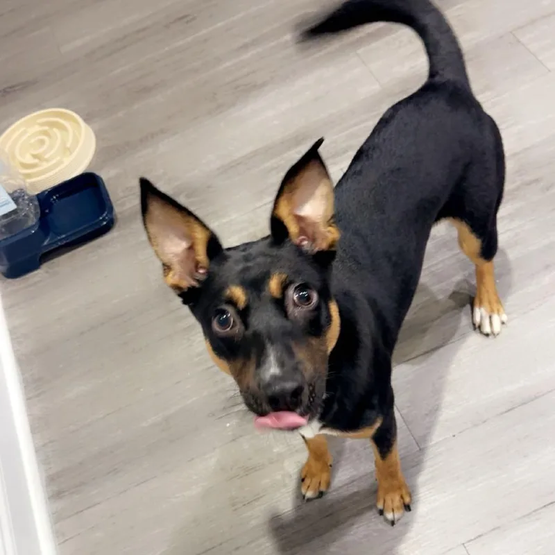 A young medium-sized male Black Chihuahua dog named Louis for adoption in Lynchburg, VA