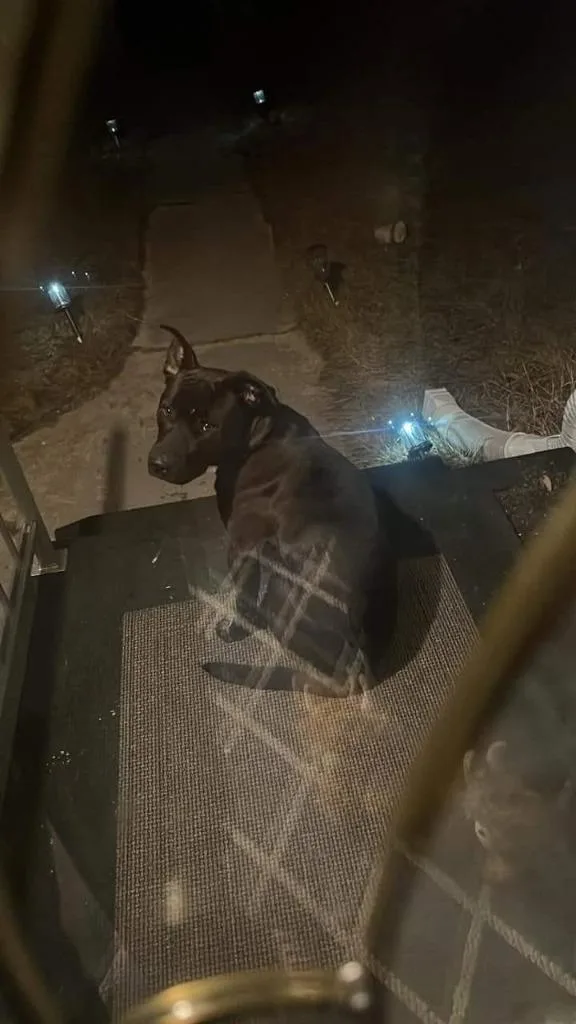 An adult large-sized male American Staffordshire Terrier dog named Opie for adoption in Rensselaer, IN
