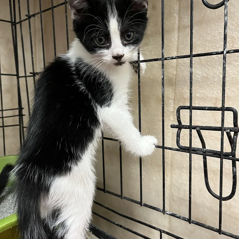 A baby medium-sized female Black & White / Tuxedo Domestic Short Hair cat named Tinkerbell for adoption in Shingletown, CA