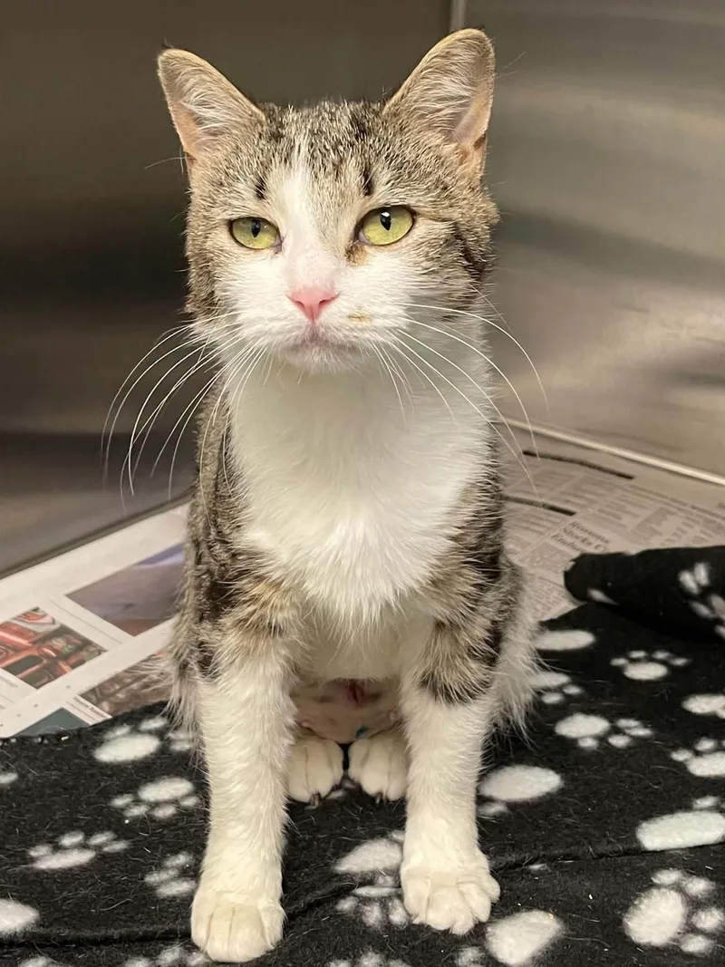 An adult medium-sized female Domestic Short Hair cat named Holly for adoption in Covington, VA
