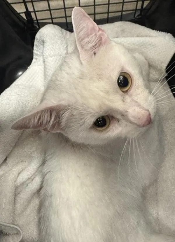 A young medium-sized male Domestic Short Hair cat named Nieve for adoption in El Cajon, CA
