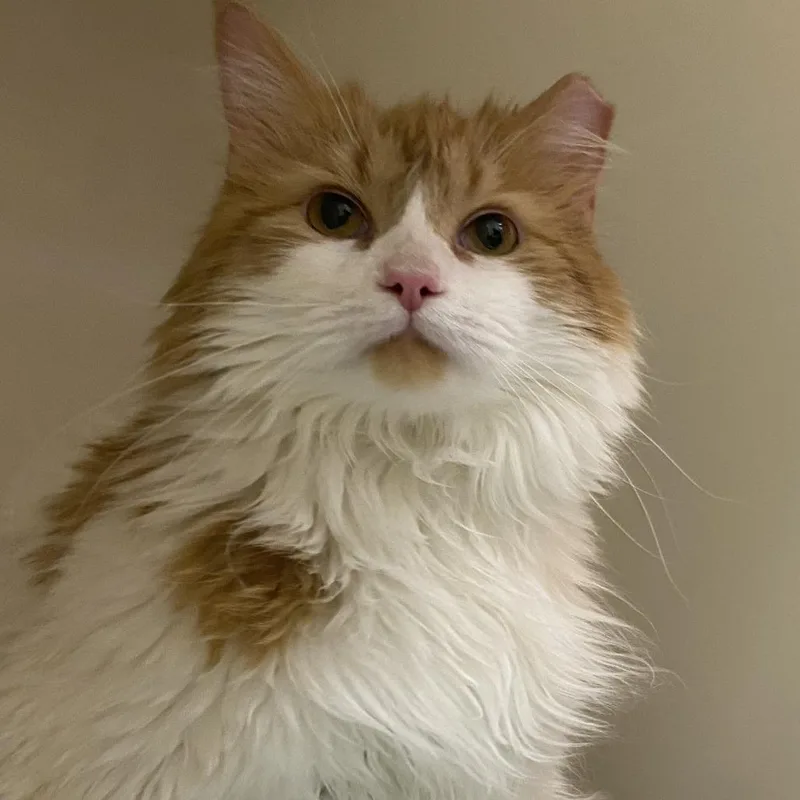 An adult small-sized male Orange / Red Domestic Long Hair cat named Kimchi for adoption in Harrisonburg, VA