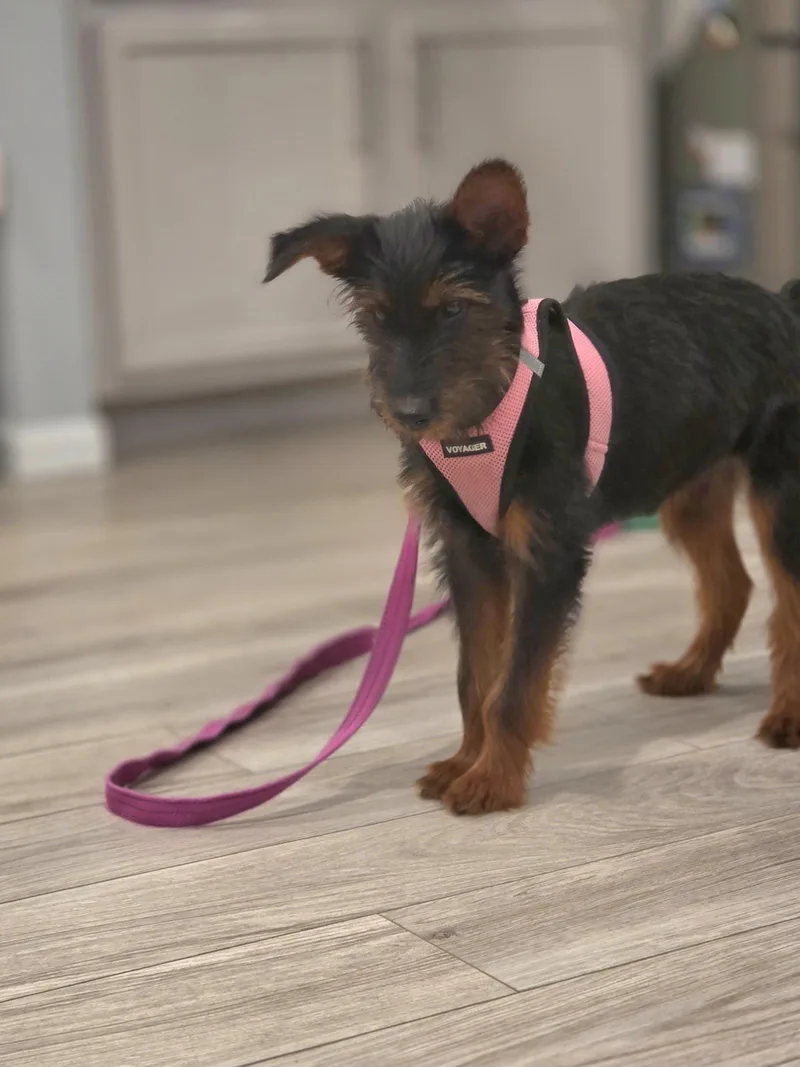 A baby medium-sized female Airedale Terrier dog named River for adoption in Wheaton, IL