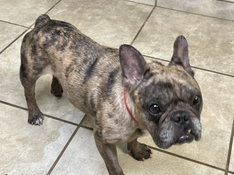 An adult small-sized male Brindle French Bulldog dog named Beans for adoption in Lacon, IL