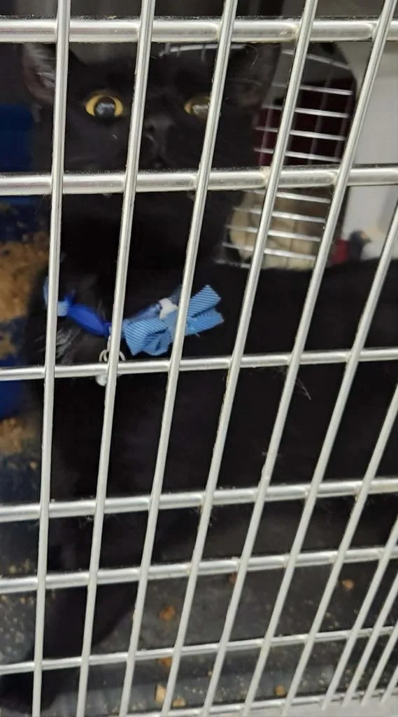 An adult large-sized male Domestic Short Hair cat named Spook for adoption in Republic, MO