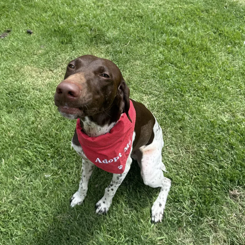 Dash
