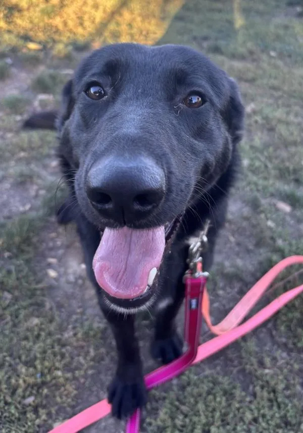 A young medium-sized male German Shepherd Dog dog named Rogue for adoption in Salem, OR